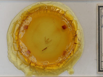 slide view of adult Boarmiini