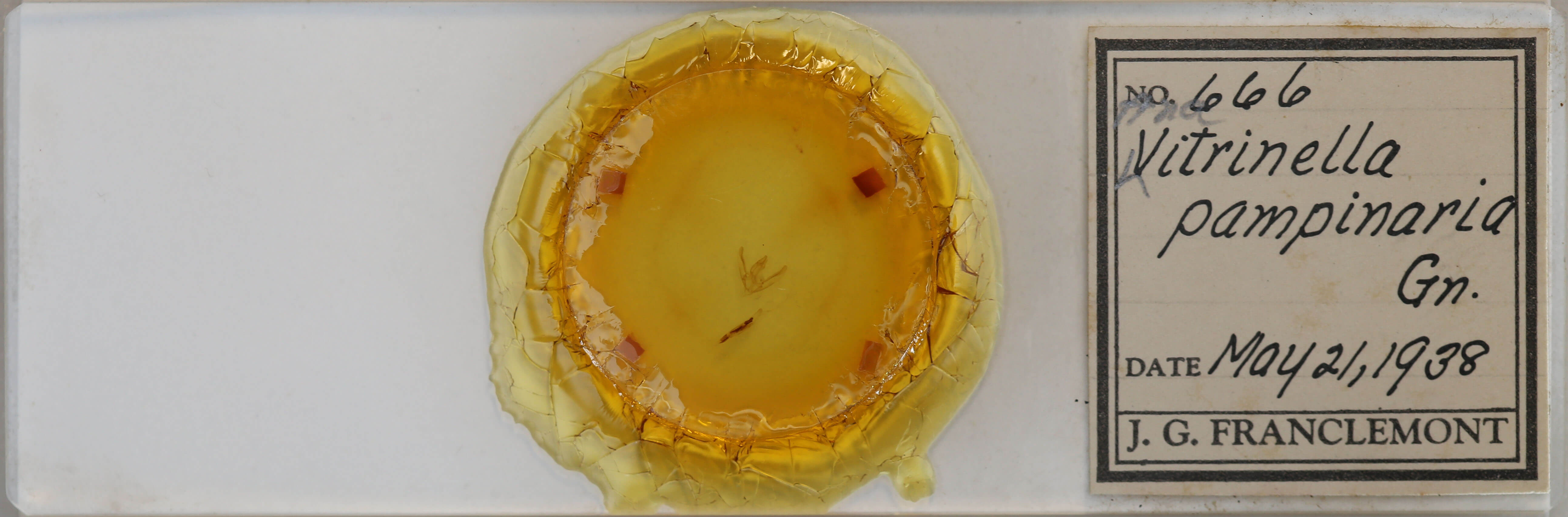 slide view of adult Boarmiini