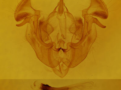genitalia view of adult Apamea sordens finitima
