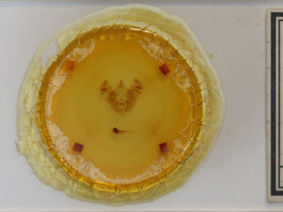 slide view of adult Apamea sordens finitima