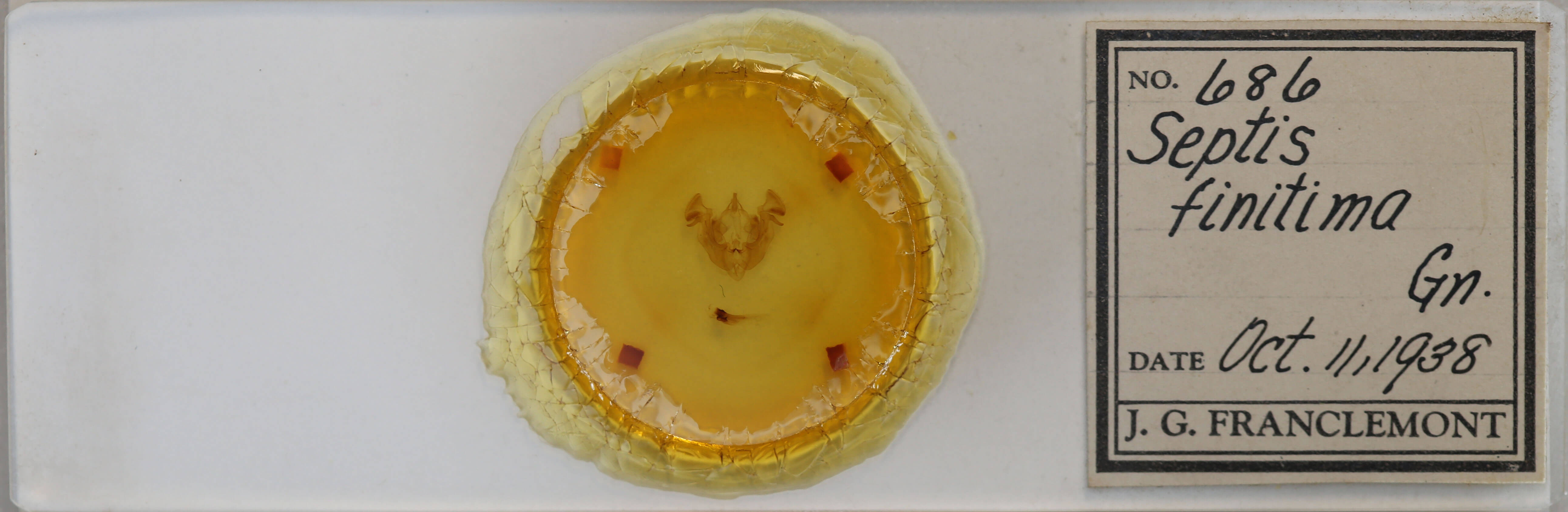 slide view of adult Apamea sordens finitima