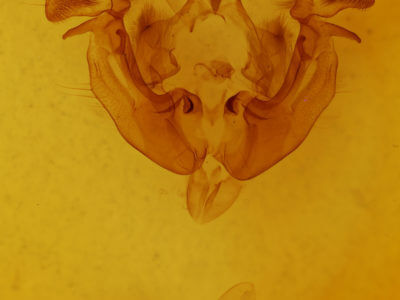 genitalia view of adult Apamea inordinata