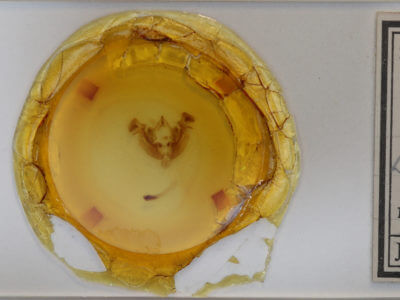 slide view of adult Apamea inordinata