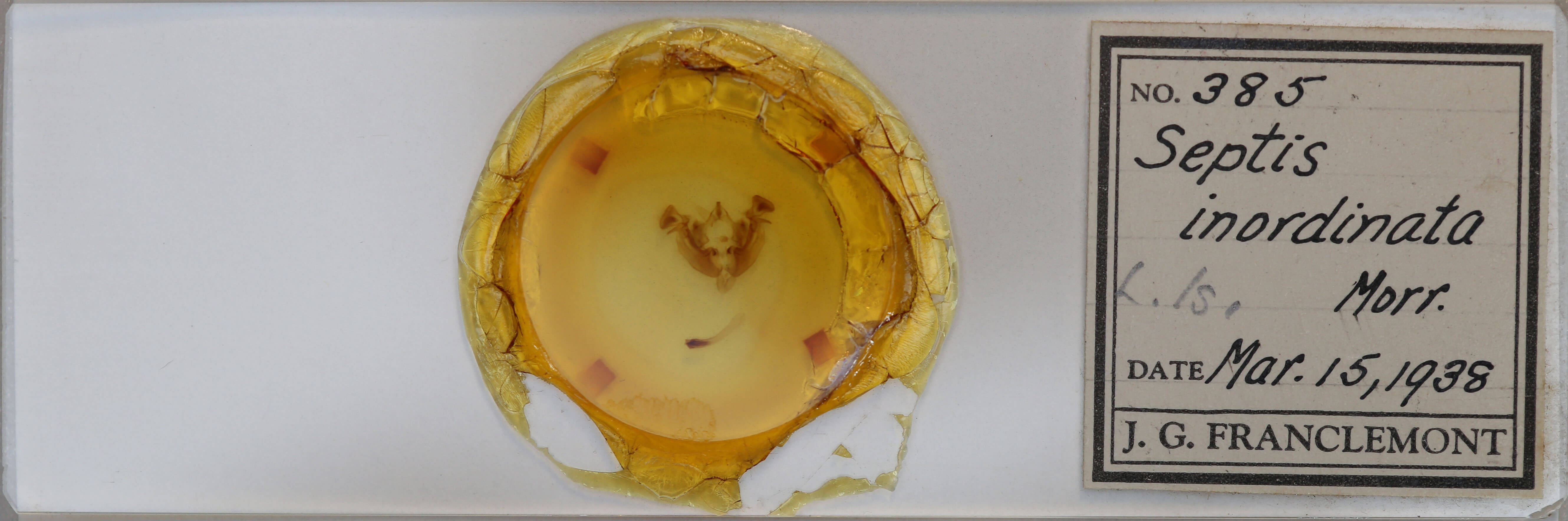 slide view of adult Apamea inordinata