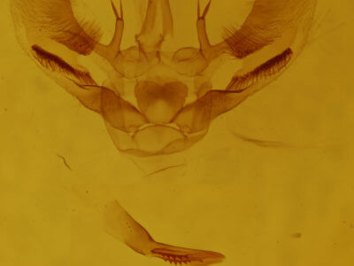 genitalia view of adult Aspitates ochrearia