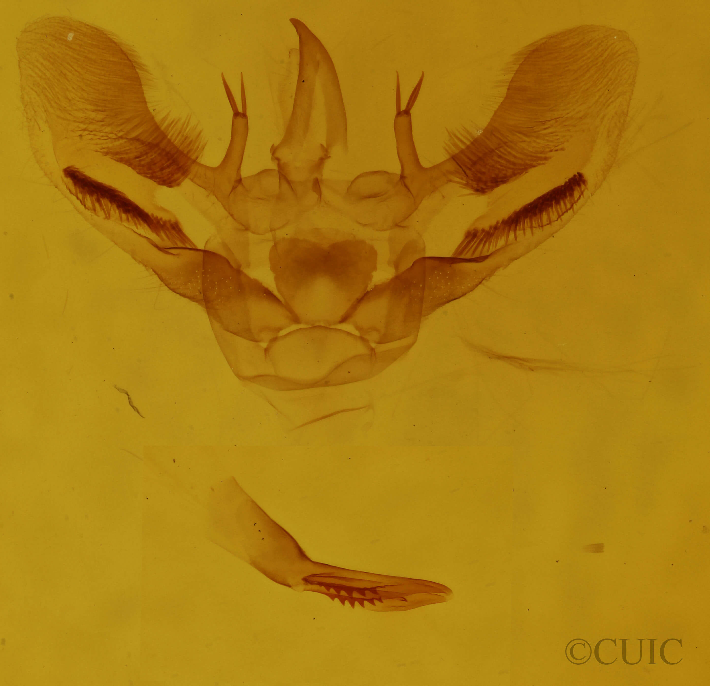 genitalia view of adult Aspitates ochrearia