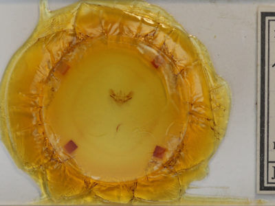 slide view of adult Aspitates ochrearia