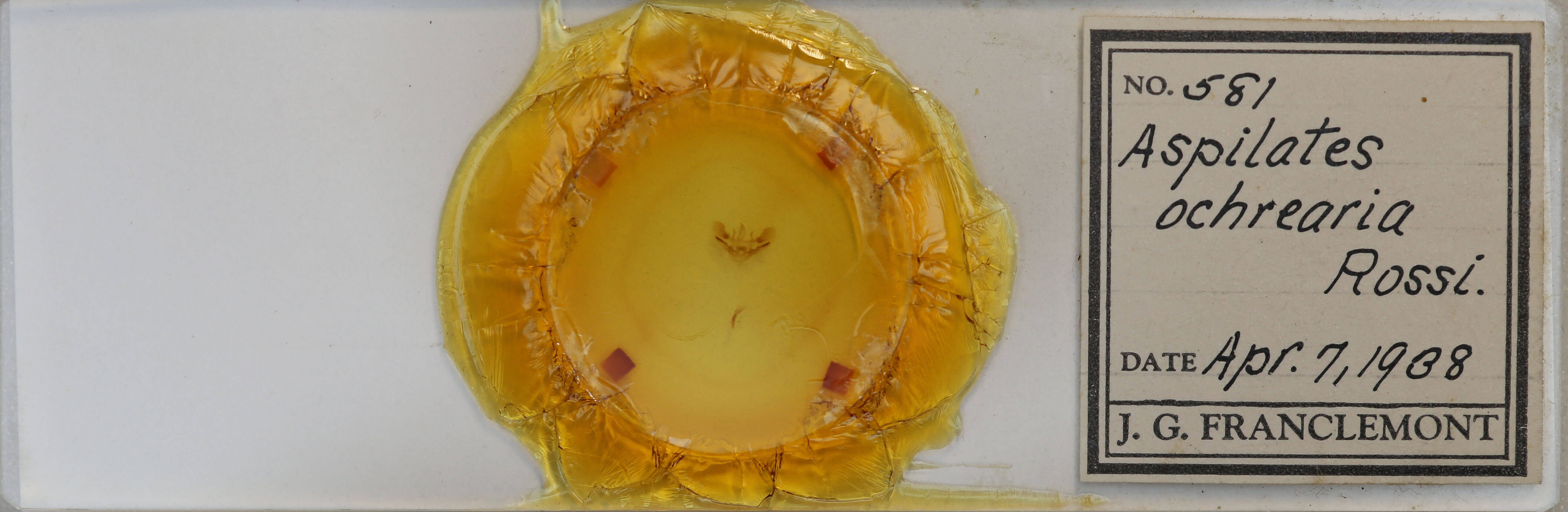 slide view of adult Aspitates ochrearia