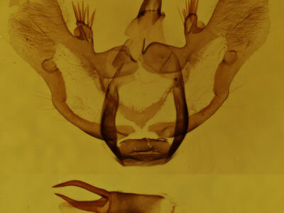 genitalia view of adult Aspitates ochrearia