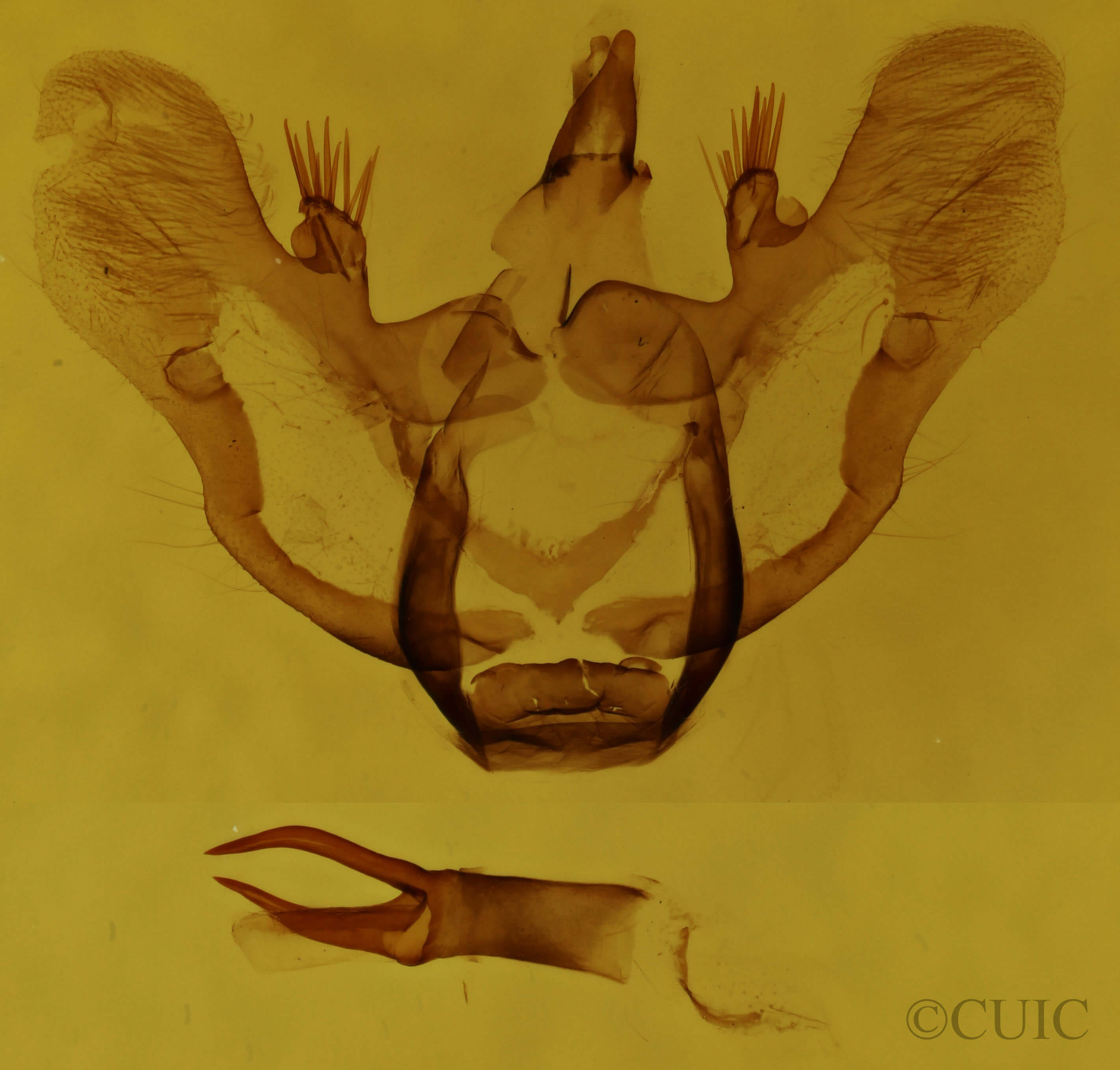 genitalia view of adult Aspitates ochrearia