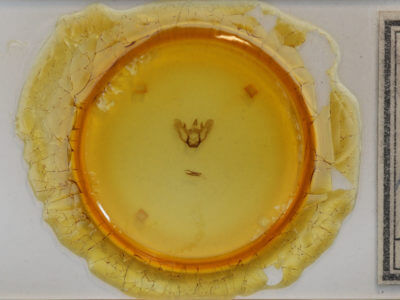 slide view of adult Aspitates ochrearia