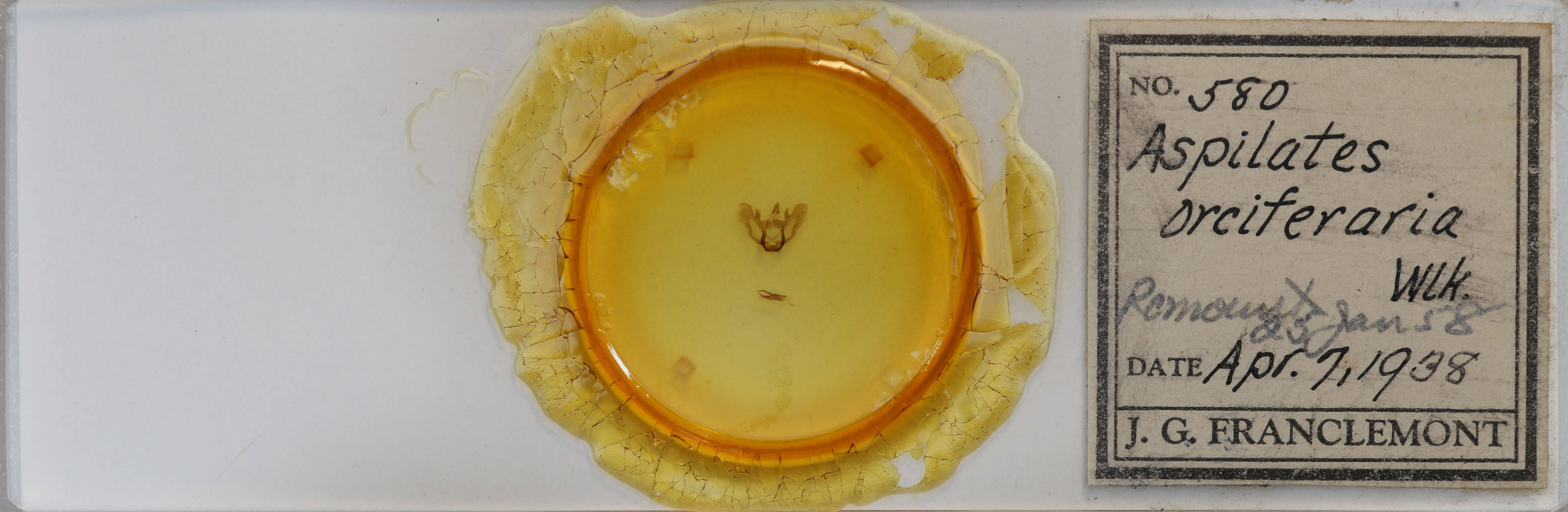 slide view of adult Aspitates ochrearia