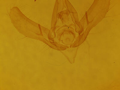 genitalia view of adult Megalographa biloba
