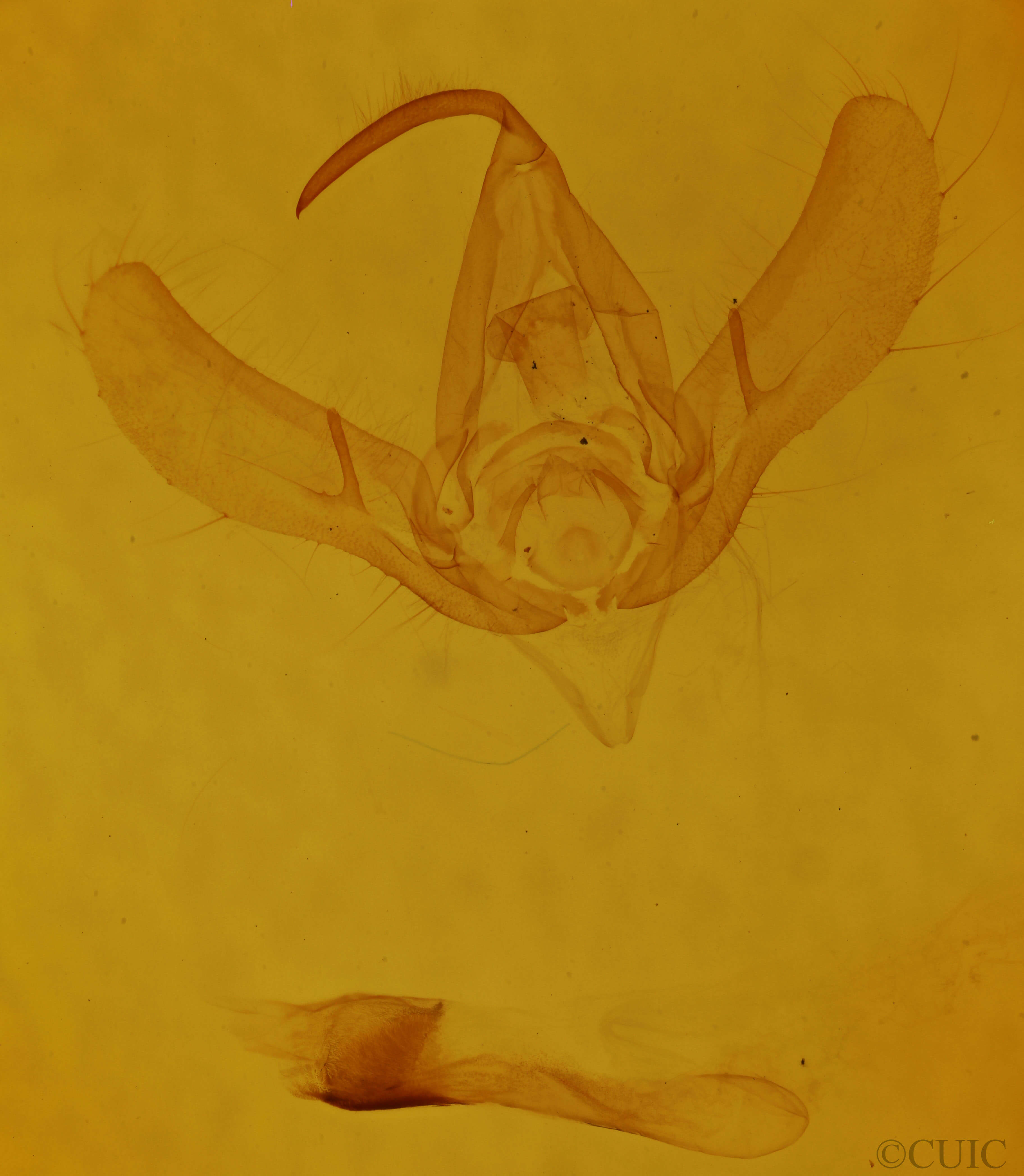 genitalia view of adult Megalographa biloba
