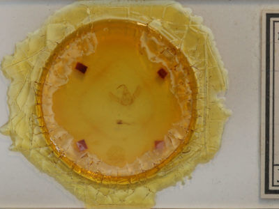 slide view of adult Megalographa biloba