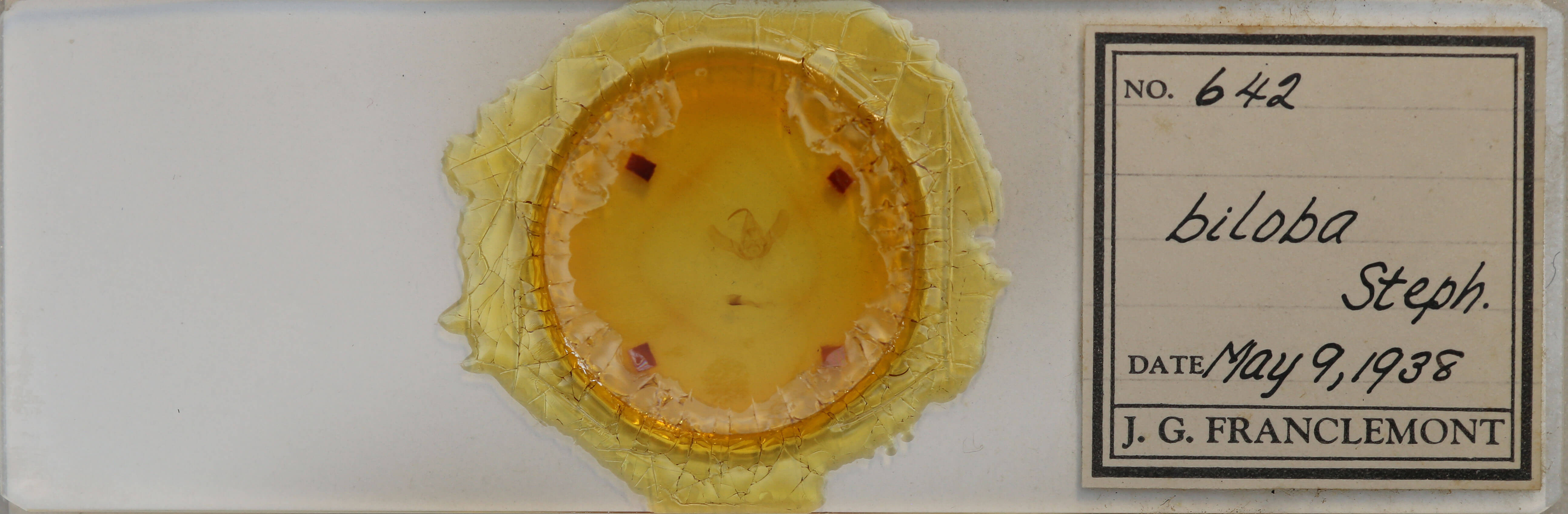 slide view of adult Megalographa biloba