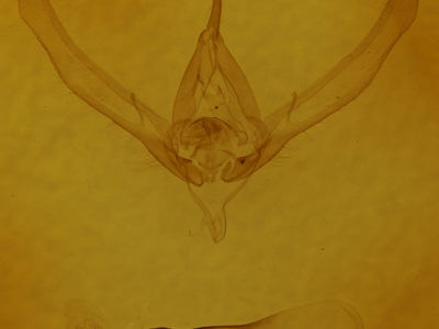 genitalia view of adult Autographa precationis