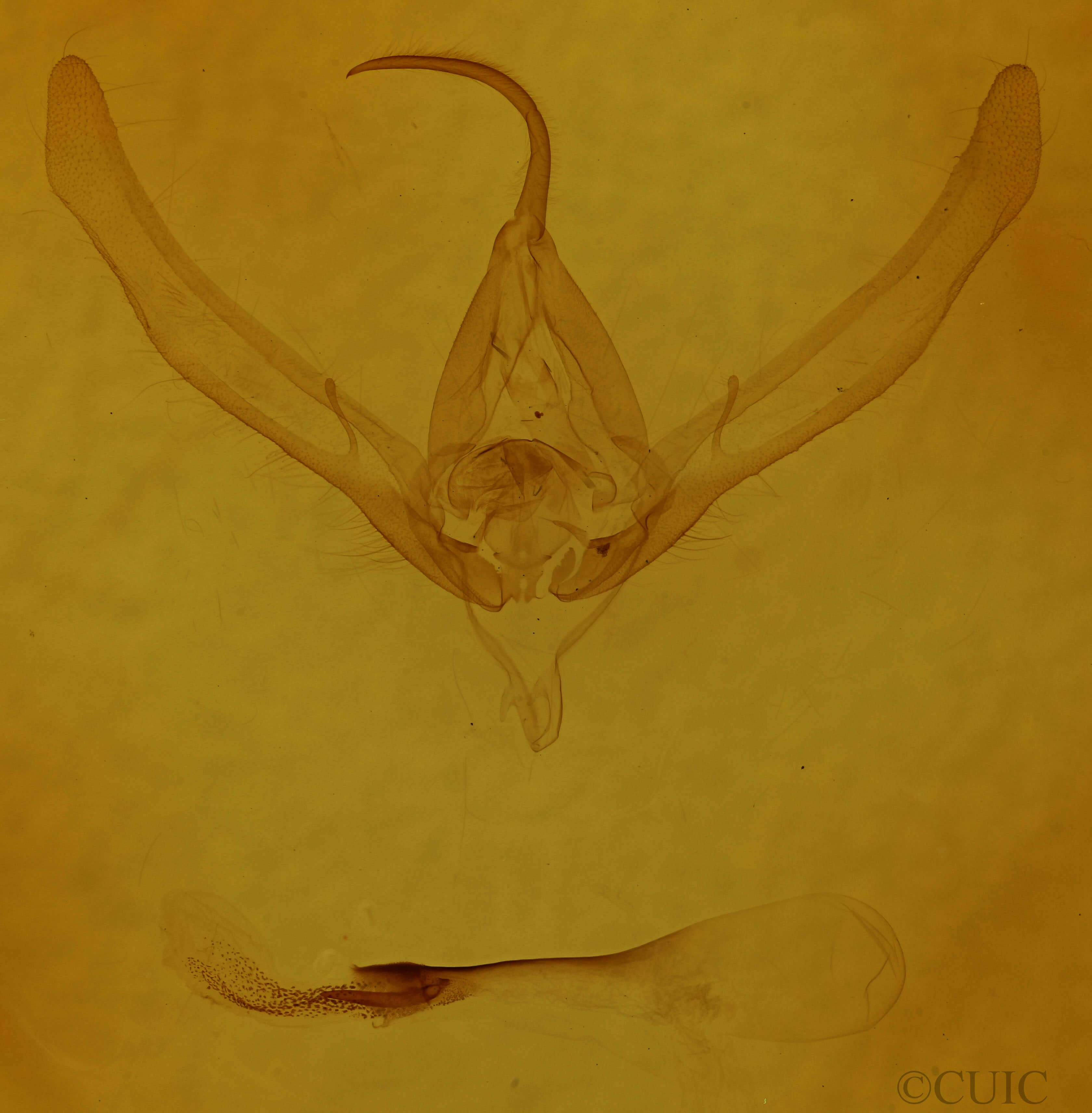 genitalia view of adult Autographa precationis