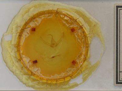 slide view of adult Autographa precationis