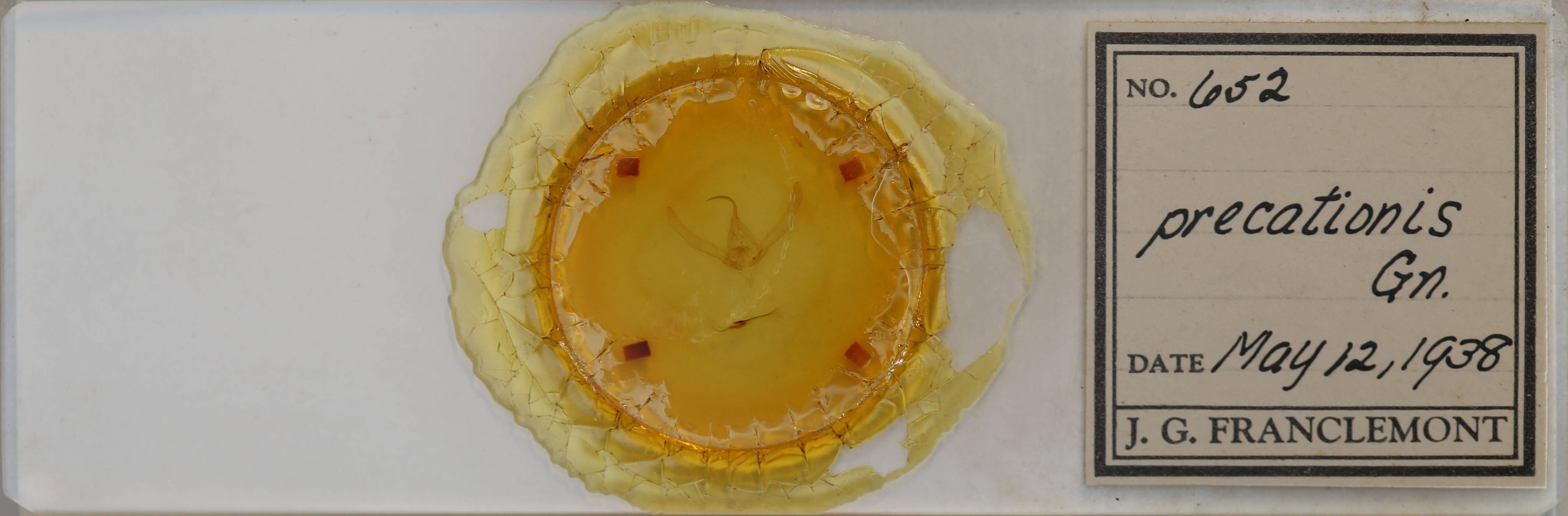 slide view of adult Autographa precationis