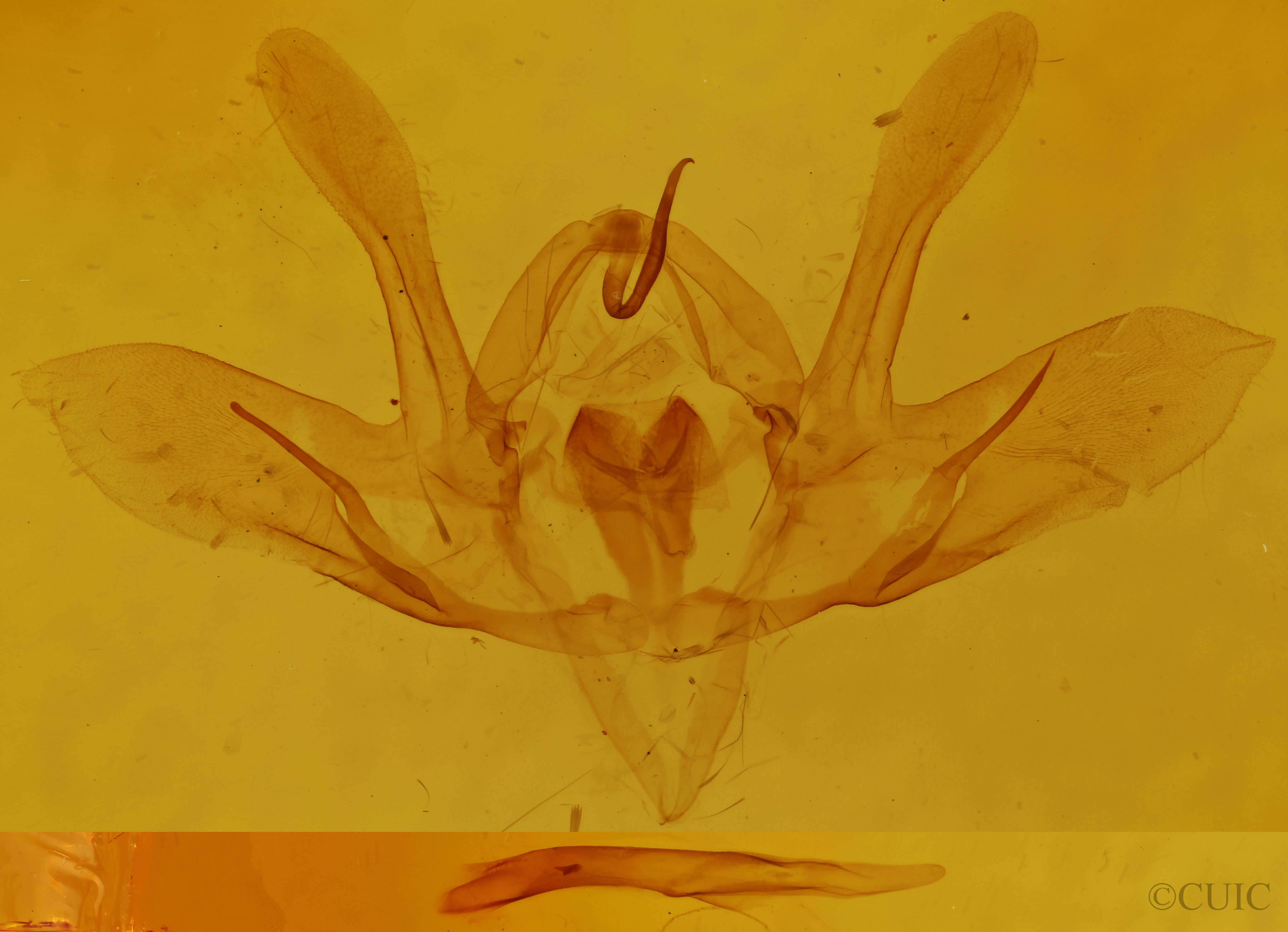 genitalia view of adult Baileya dormitans