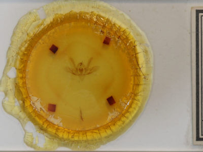 slide view of adult Baileya dormitans