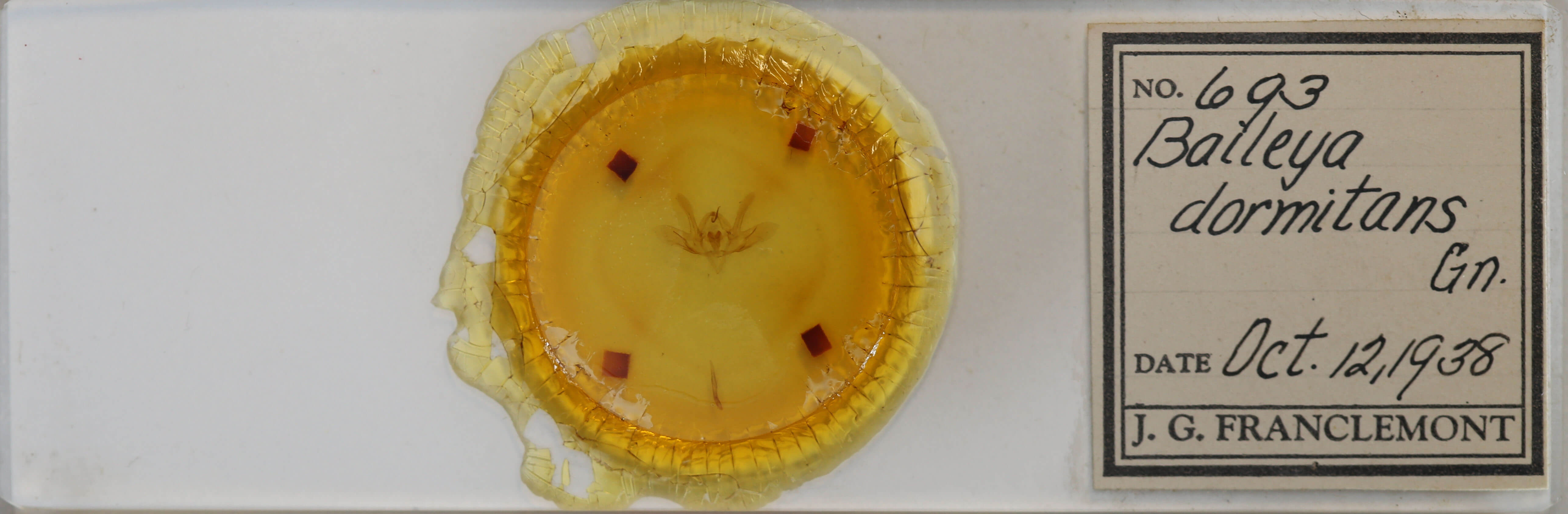 slide view of adult Baileya dormitans