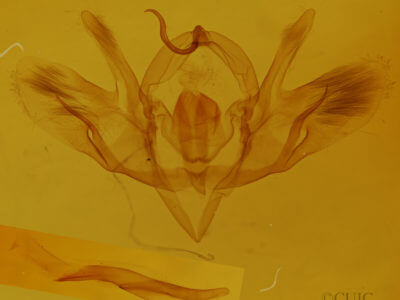 genitalia view of adult Baileya levitans