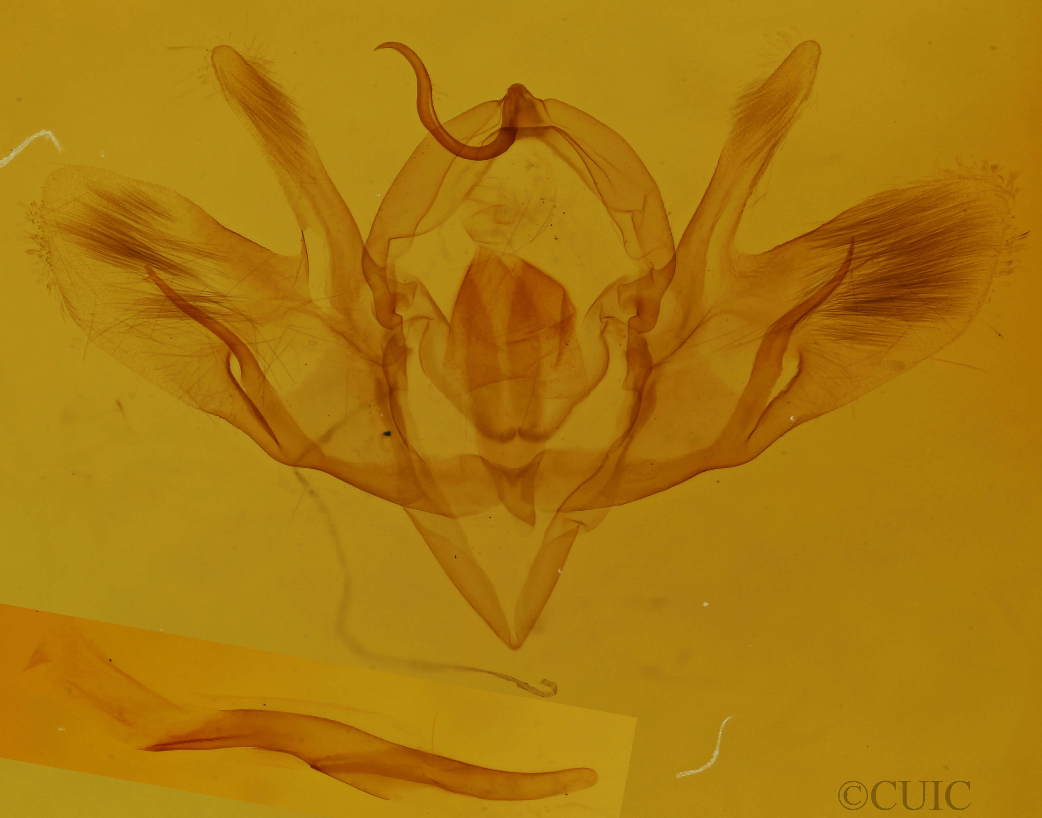 genitalia view of adult Baileya levitans