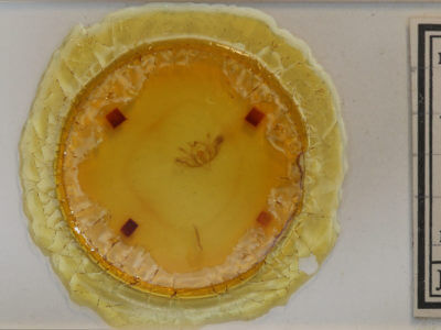 slide view of adult Baileya levitans