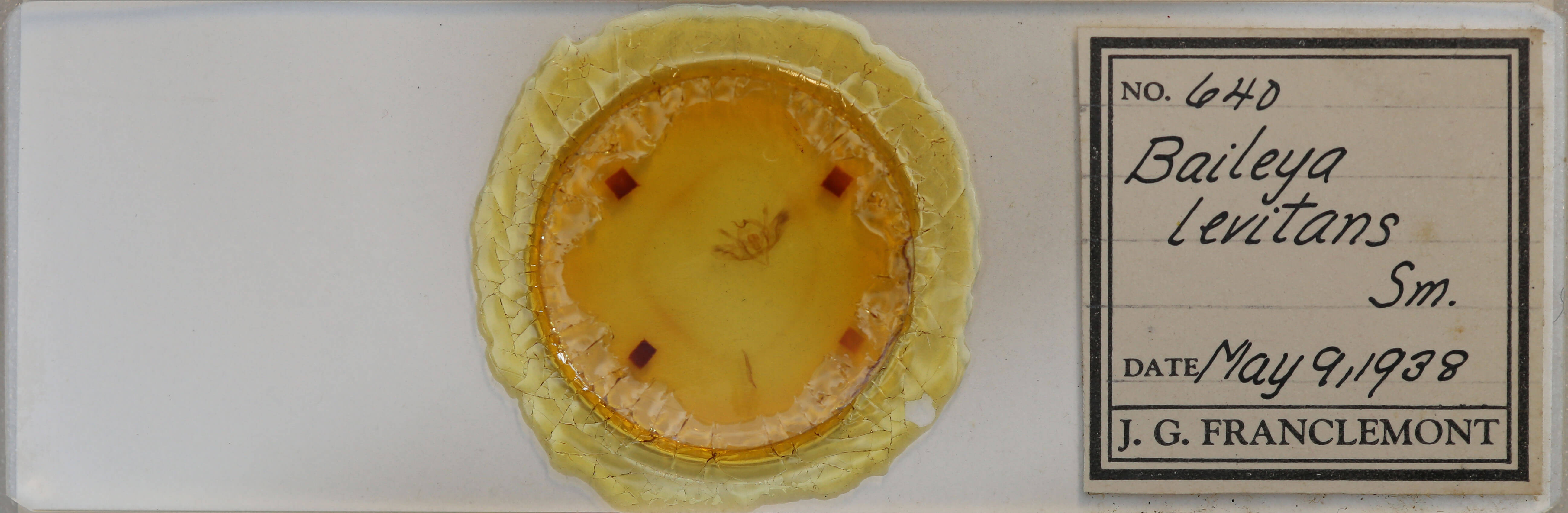 slide view of adult Baileya levitans