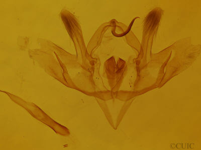 genitalia view of adult Baileya levitans