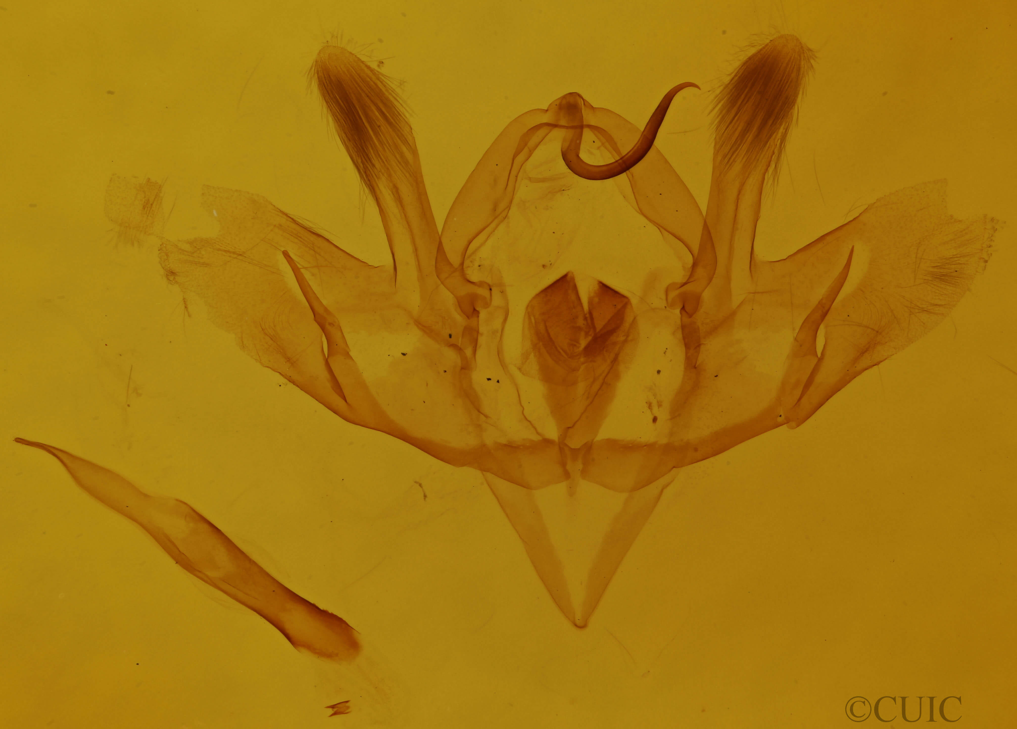 genitalia view of adult Baileya levitans