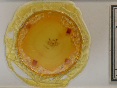 slide view of adult Baileya levitans