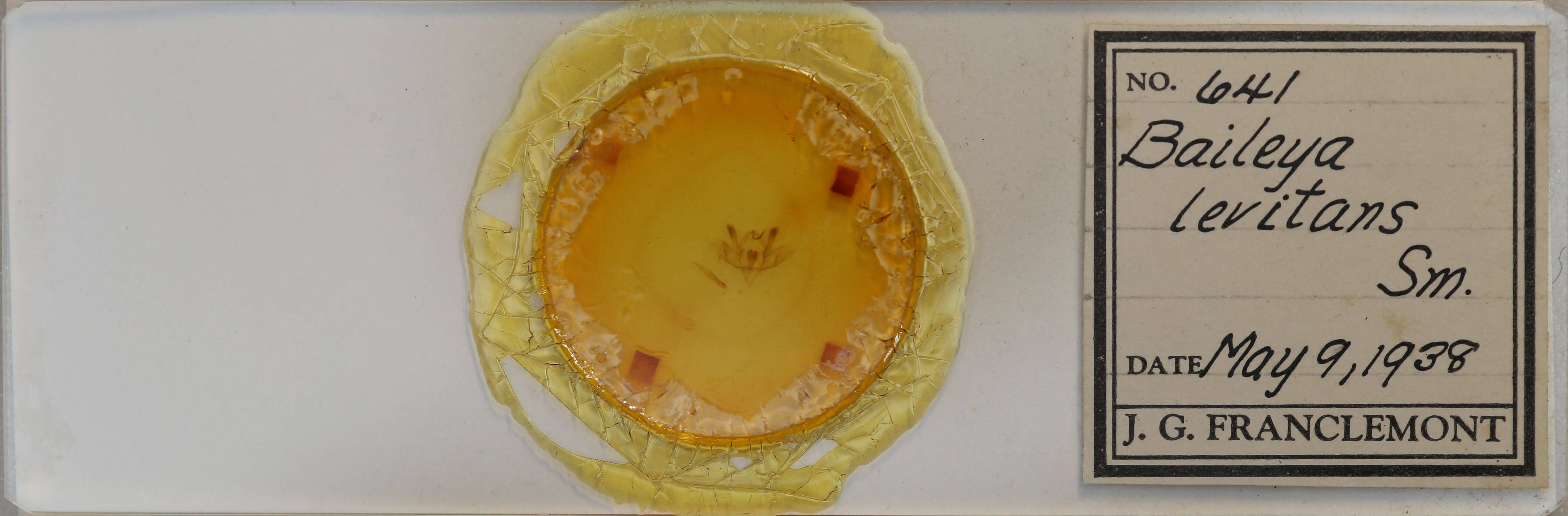 slide view of adult Baileya levitans