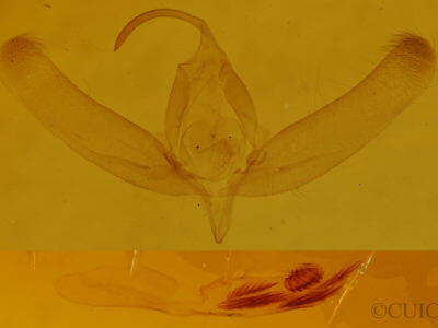 genitalia view of adult Balsa malana