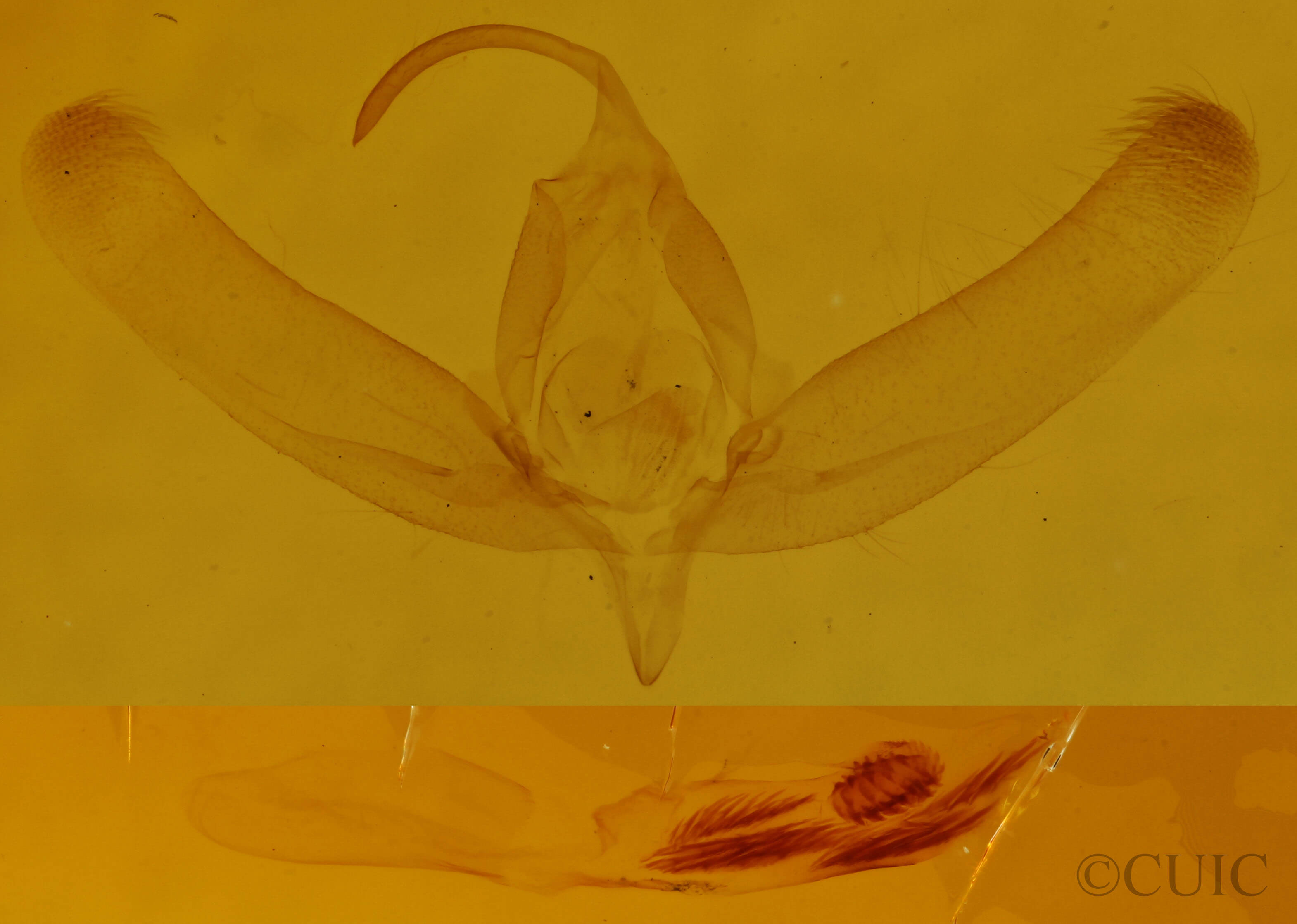 genitalia view of adult Balsa malana