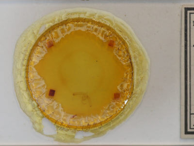 slide view of adult Balsa malana