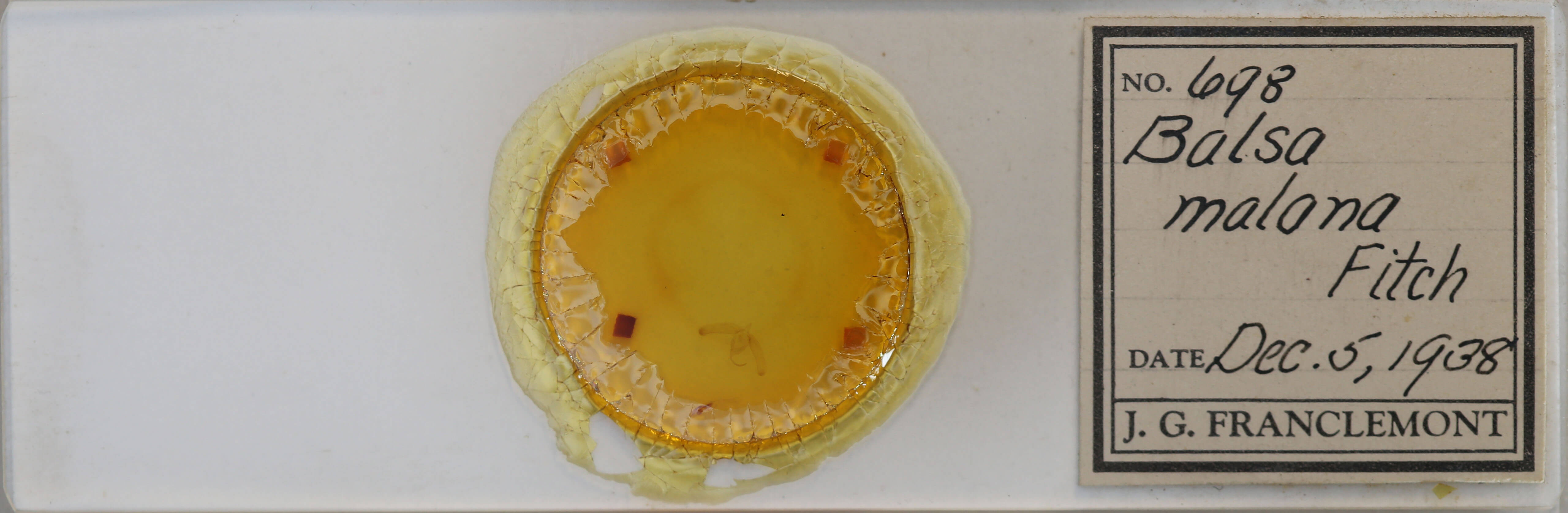 slide view of adult Balsa malana