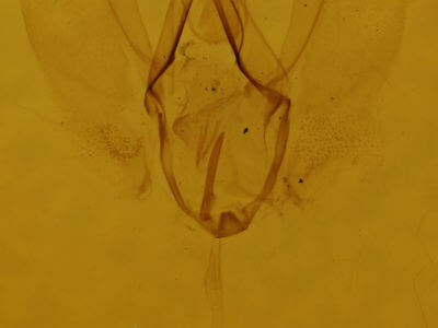 genitalia view of adult Lomographa glomeraria