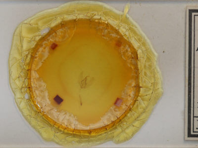 slide view of adult Lomographa glomeraria