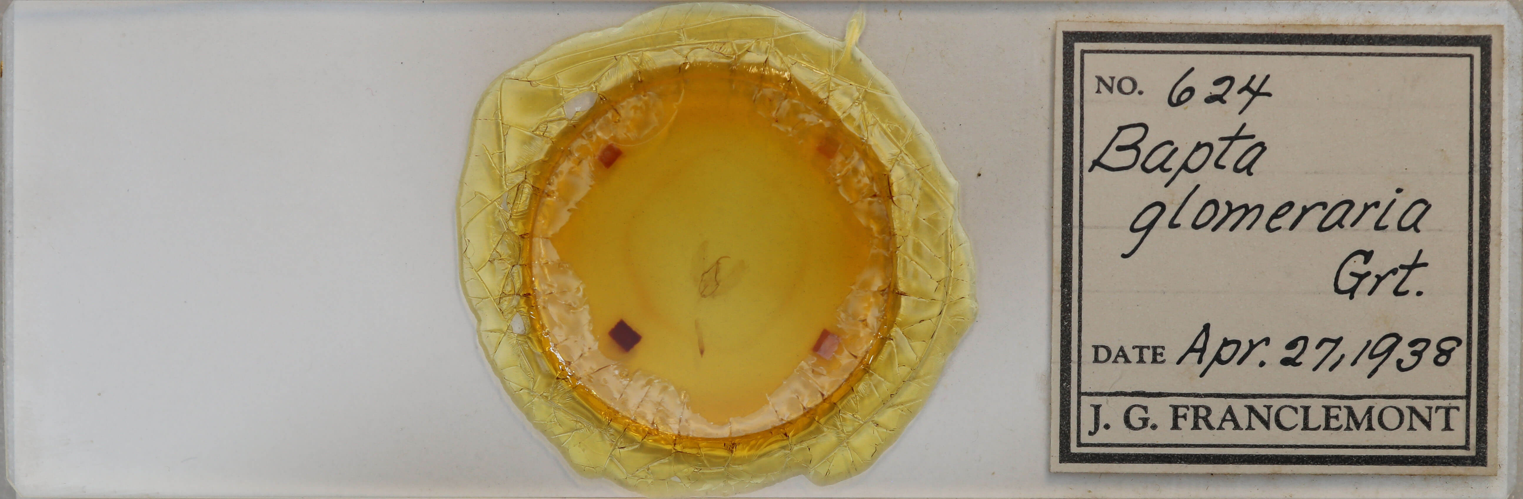 slide view of adult Lomographa glomeraria