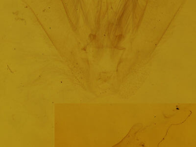 genitalia view of adult Lomographa vestaliata