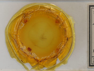 slide view of adult Lomographa vestaliata