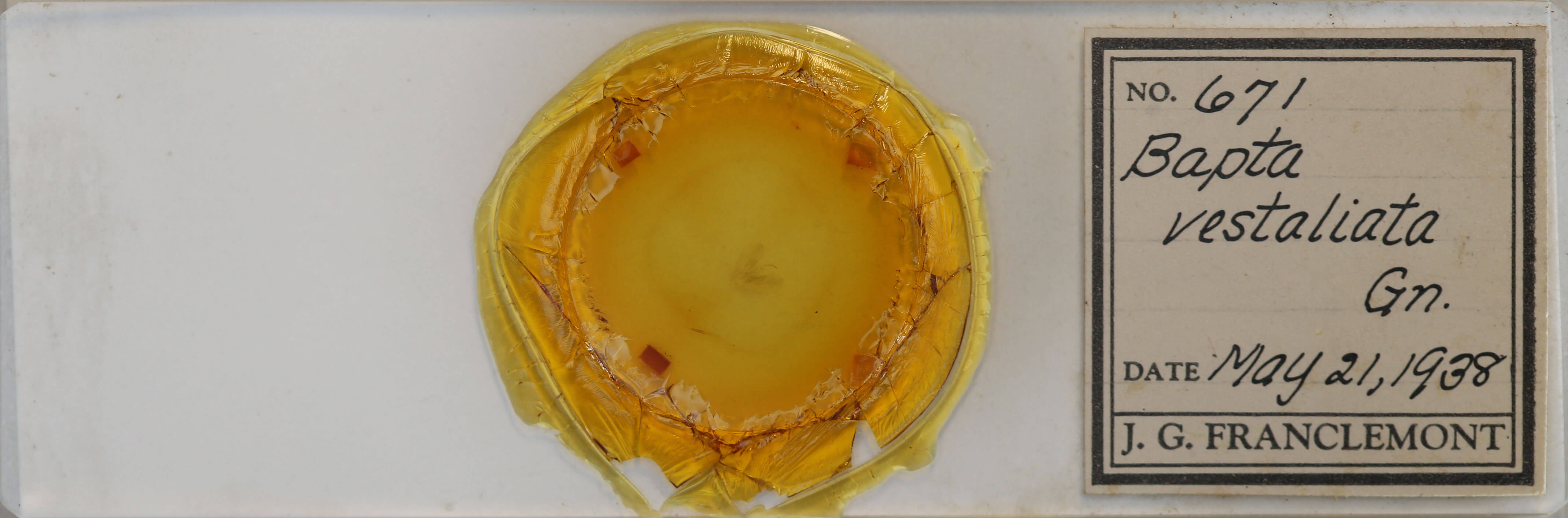 slide view of adult Lomographa vestaliata