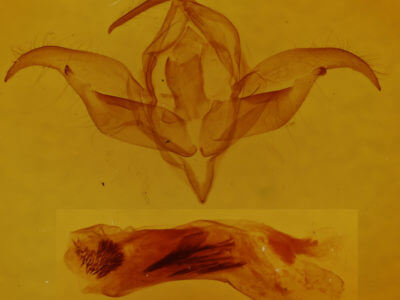 genitalia view of adult Behrensia conchiformis