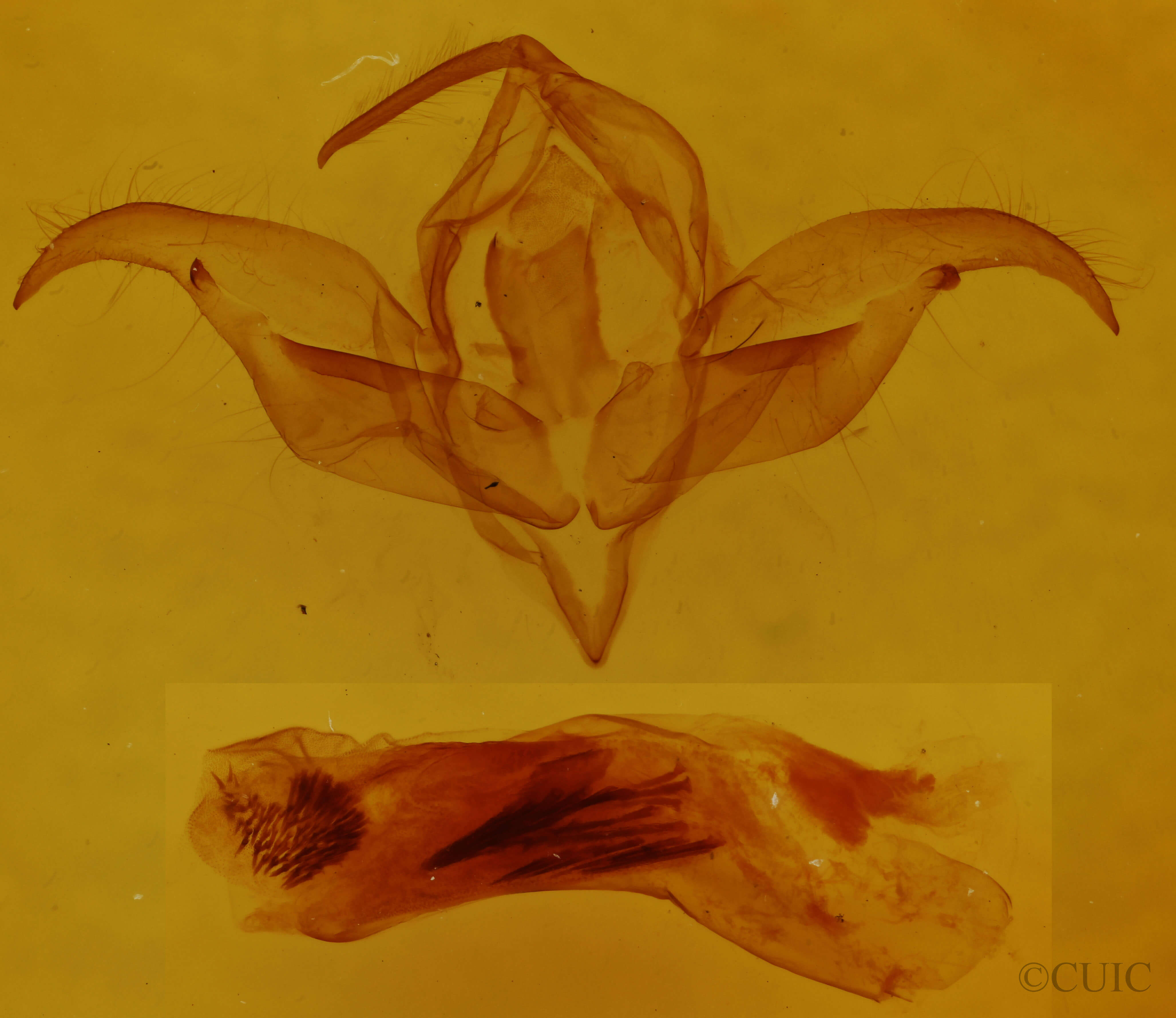genitalia view of adult Behrensia conchiformis