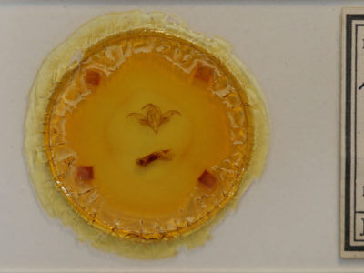 slide view of adult Behrensia conchiformis