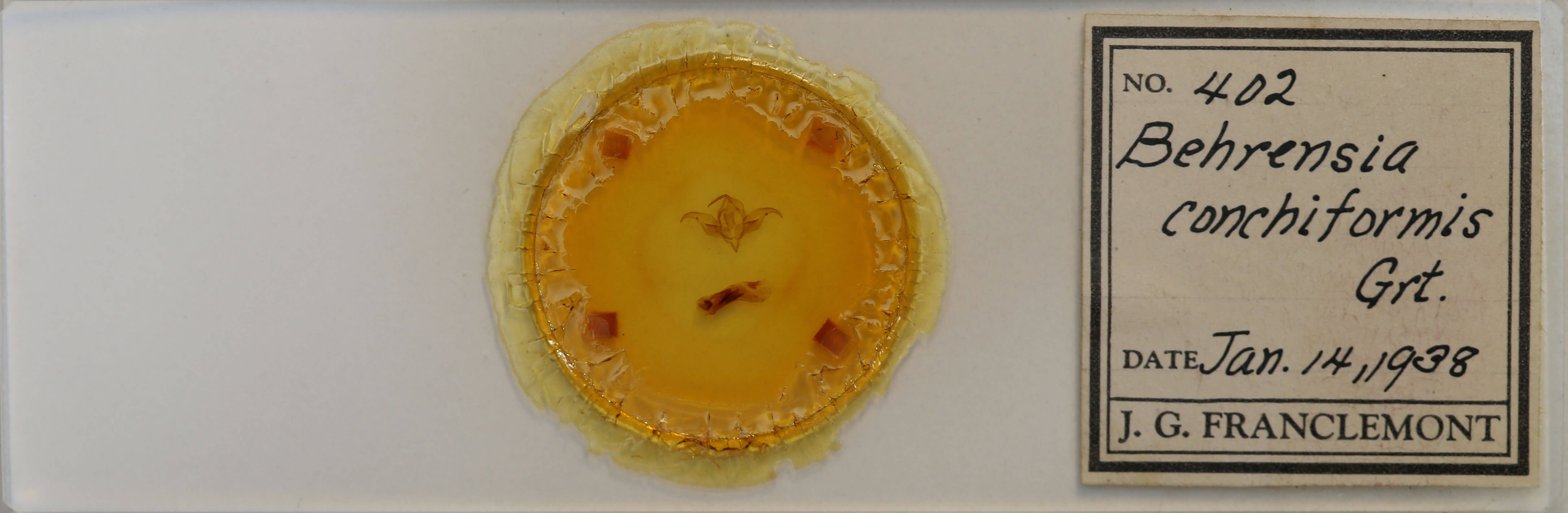 slide view of adult Behrensia conchiformis