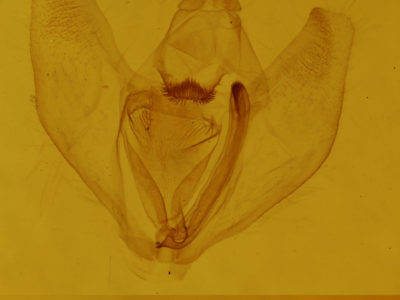 genitalia view of adult Besma endropiaria